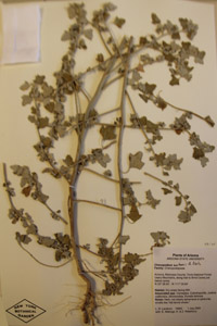 Herbarium Sheet of 